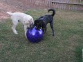 Labradoodles Having a Ball Labradoodles Having a Ball