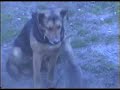 cat-and-dog.html