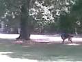 videos de Cupper 11 months old 7
