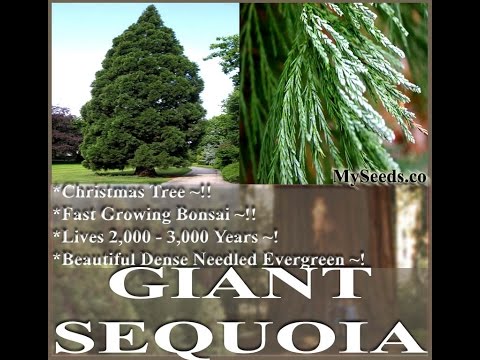 how to grow a xmas tree from seed