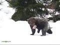 Bear throws meat-disk - Bär wirft Diskus Bear throws meat-disk - Bär wirft Diskus