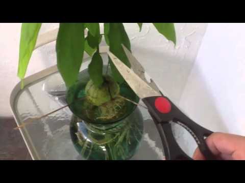 how to trim an avocado tree
