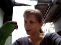 Rafael, de sprekende ara in Iquitos, Peru
