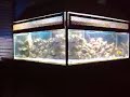 Aquário em formato L com aproximadamente 900 Lt. marinho. Com Ciliaris. Paru, Tricolor e um Tubarão Bandit que está escondido. 