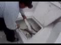 Don Wurster Seaman Seamen