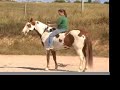 Zeus and me, Bridleless Compilation Zeus and me, Bridleless Compilation
