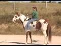Zeus and me, Bridleless Compilation