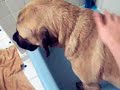 mastiff gets a bath