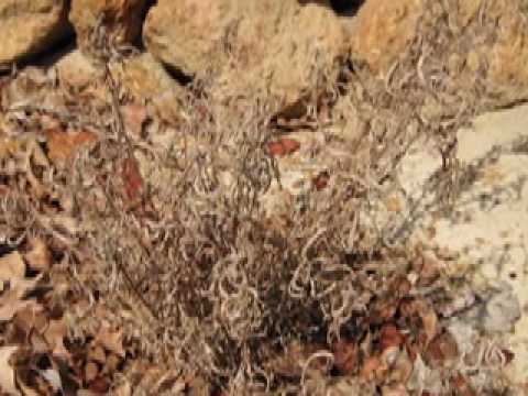 Youtube image