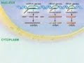 Protein Synthesis