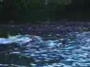 A Large Alligator in the Everglades