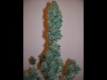 marihuana grow ak48 9 weeks harvest 35 gram dry weed      delicious hahahha