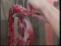 giet mo trau bo giet mo gia suv - YouTube