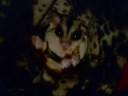 Sugar glider eating mealworm