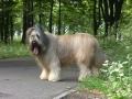 Briard