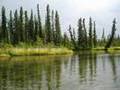 Arctic Grayling in the Groove