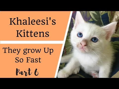 6 Week old Kittens TAKING OVER! - Khaleesi's Kittens part 6