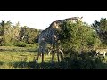 Giraffe eating