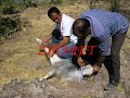 DERSİM MUNZUR KIRMANCİYE ZAZA ZAZAKİ ZONEMA KIZILBAŞ