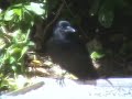 But What A Crow