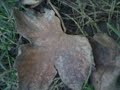 Indian\