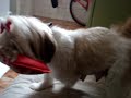 JUJU E SEUS FILHOTINHOS- N° 2 JUJU E SEUS FILHOTINHOS- N° 2