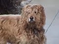 cigar pooping