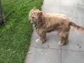 cigar pooping