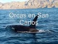 orcas in san carlos nuevo guaymas