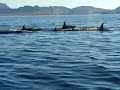 Orcas in San Carlos Nuevo Guaymas