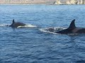 orcas in san carlos nuevo guaymas