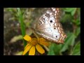 MARIPOSAS Y LIBELULAS DE... Ver Video