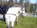 videos de Bella Lunging 2