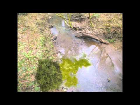 how to eliminate eutrophication