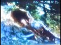 Female Cougar vs Male Grizzly Bear Encounter 2. Female Cougar vs Male Grizzly Bear Encounter 2.