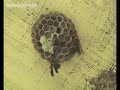  wasps recognition social memory