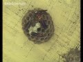 Wasps have a good memory for a face Wasps have a good memory for a face