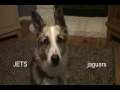 T-Bone's NFL Picks: Week 10 - 2009