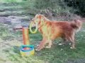 Dog Loves to Play Quoits