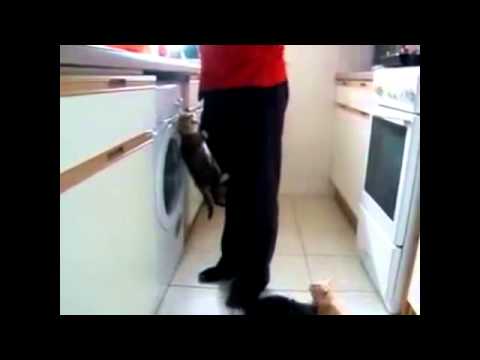 Compilation vidéo drole de chat