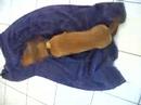 Chico\ Chico\