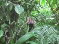 kidung mesra puncak sejati raung 2008 (part 2)