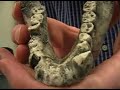 Proconsul Nyanzae Mandible Manele-Gratis.net
