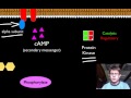 Signal Transduction Pathways