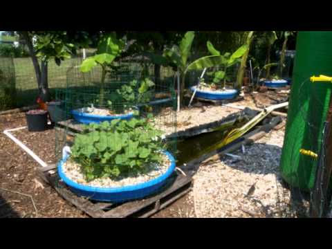 How to create a aquaponics system with ducks ...