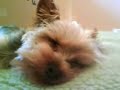 Sleepy Yorkie
