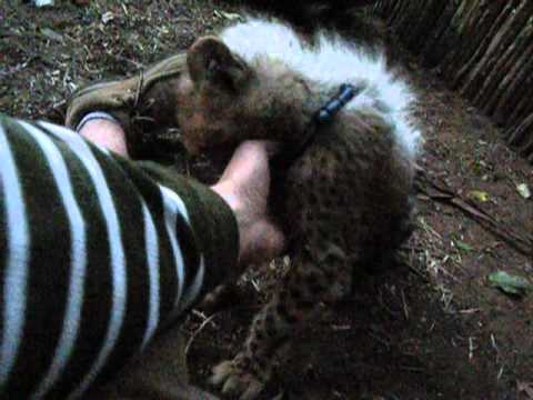 CHEETAHS IN AFRICA ^