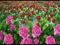 Sailor Moon - Gef�hrliche Blumen - Opening