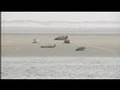 Nominatie Waddenzee voor Werelderfgoed