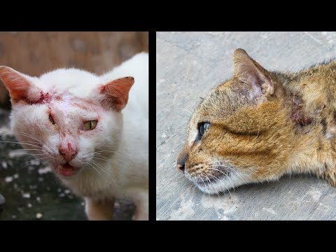 Can a Domestic Indoor Cat Survive on Its Own Outside?